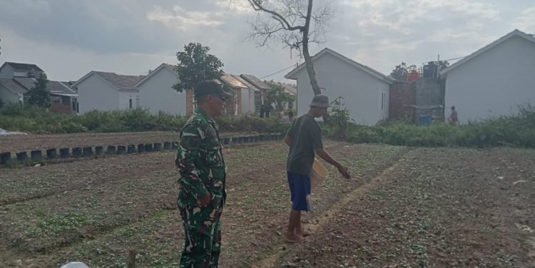 Dari Lahan yang Terlupakan, Satgas TMMD Menanam Harapan Swasembada Pangan di Talang Jambe