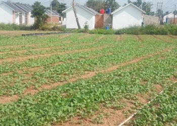 TMMD Ke-129 Dorong Warga Manfaatkan Lahan Kosong Menjadi Kebun Produktif