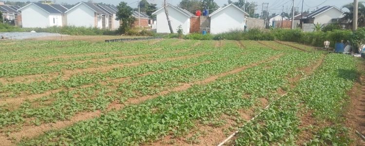 TMMD Ke-129 Dorong Warga Manfaatkan Lahan Kosong Menjadi Kebun Produktif