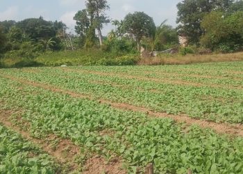 Satgas TMMD Ke-129 Rawat Lahan Pangan, Pastikan Tanaman Sawi dan Pakcoy Tumbuh Optimal