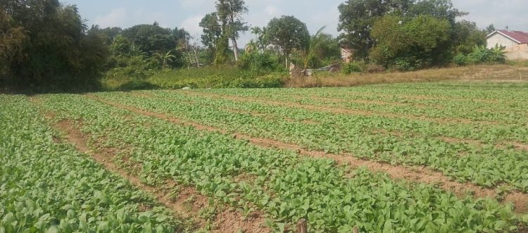 Satgas TMMD Ke-129 Rawat Lahan Pangan, Pastikan Tanaman Sawi dan Pakcoy Tumbuh Optimal