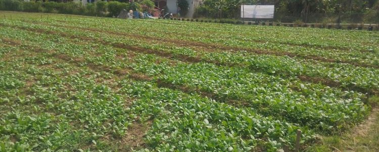 SATGAS TMMD KE-129 KODIM 0418/PALEMBANG RUTIN SIRAM TANAMAN SAWI DAN PAKCOY DUKUNG SWASEMBADA PANGAN