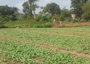 TMMD Ke-129 Kodim 0418/Palemang Hadirkan Pembangunan Berkelanjutan Lewat Lahan Ketahanan Pangan Terpadu