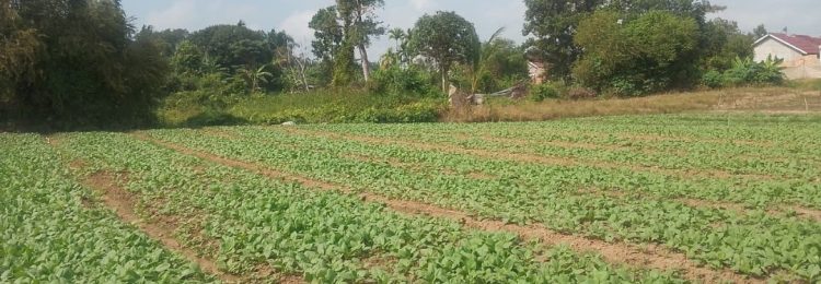 TMMD Ke-129 Kodim 0418/Palemang Hadirkan Pembangunan Berkelanjutan Lewat Lahan Ketahanan Pangan Terpadu
