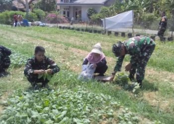 Usai Panen Sawi, Program Ketahanan Pangan TMMD ke-129 Terus Dikembangkan