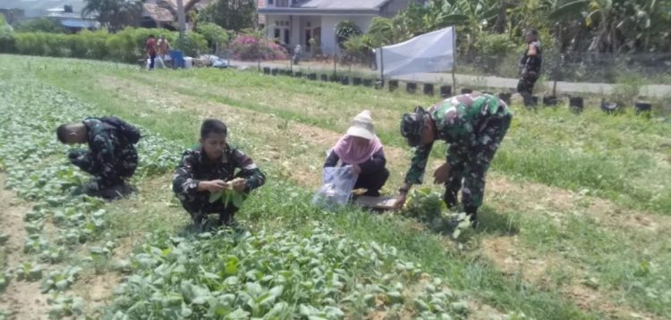 Usai Panen Sawi, Program Ketahanan Pangan TMMD ke-129 Terus Dikembangkan