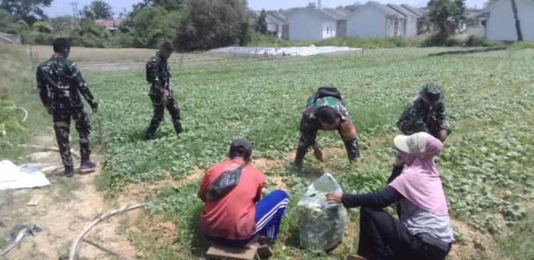 Sawi Dipanen, Satgas TMMD Ingatkan Warga Jangan Biarkan Lahan Kembali Kosong