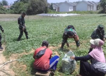 Lahan Produktif Jadi Salah Satu Warisan TMMD, Sawi Dipanen di Hari Ke -25
