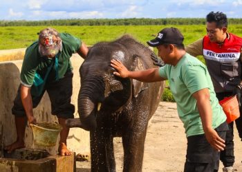 Jaga Gajah Sumatera, Kilang Plaju Rawat Warisan Alam Sumsel