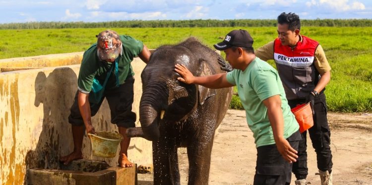 Jaga Gajah Sumatera, Kilang Plaju Rawat Warisan Alam Sumsel