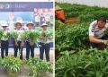 Karutan Kelas I Palembang Bersama Jajaran Panen Kangkung, Dukung Ketahanan Pangan dan Optimalisasi Lahan Produktif