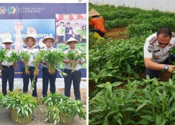 Karutan Kelas I Palembang Bersama Jajaran Panen Kangkung, Dukung Ketahanan Pangan dan Optimalisasi Lahan Produktif