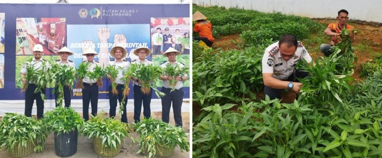 Karutan Kelas I Palembang Bersama Jajaran Panen Kangkung, Dukung Ketahanan Pangan dan Optimalisasi Lahan Produktif