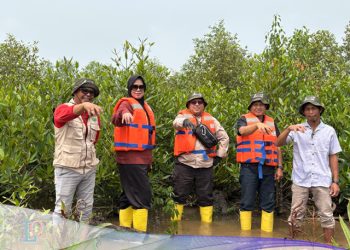 penanaman mangrove